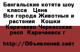 Бангальские котята шоу класса › Цена ­ 25 000 - Все города Животные и растения » Кошки   . Карачаево-Черкесская респ.,Карачаевск г.